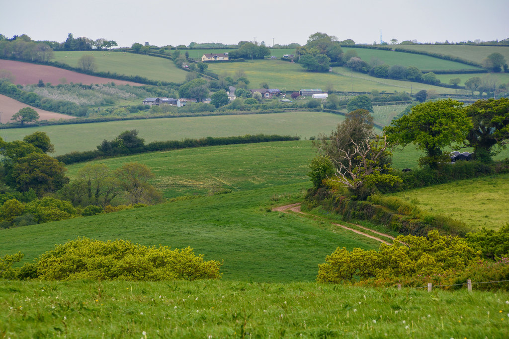 Morchard Bishop : Grassy Field © Lewis Clarke :: Geograph Britain and ...