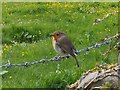 Bird on the wire