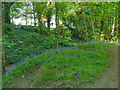 Bluebells in Batcliffe Wood