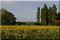 TM4065 : Rape field and cow parsley, East Green by Christopher Hilton
