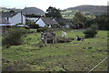 Field, with Donkeys