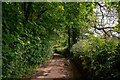 Sandford : Country Lane