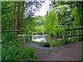 Water Body in Cranham Marsh Nature Reserve