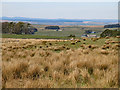NY8554 : Rough pastures east of The Spittal by Mike Quinn