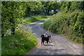 Woolfardisworthy : Stone Ash Lane