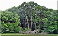 Trees on the edge of Madgeland Wood