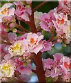 Horse chestnut flowers in Faversham