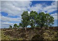 NS6651 : Clump of birch trees, Flatt Moss by Alan O'Dowd