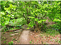 SD7706 : Woodland Path by David Dixon