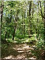 Path in Tipperary Wood