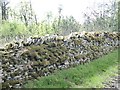 Mossy wall near Newbiggin Farm