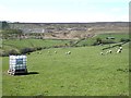 Field with sheep above the valley of the Reeding Burn