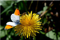 H3965 : Orange tip butterfly, Glennan by Kenneth  Allen