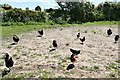 Rushall: Chickens by the roadside 3