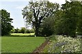 Laxfield: A field of peas guarded by a considerable number of scarecrows