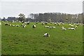 TR0147 : Sheep, Eastwell Park by N Chadwick