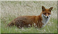 NJ3557 : Fox (Vulpes vulpes) by Anne Burgess