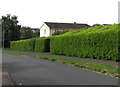 Green hedges at the southern end of Rutherford Hill, Newport