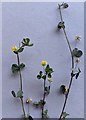 TF0820 : Trifolium dubium by Bob Harvey