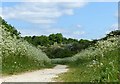 A corridor of cow parsley