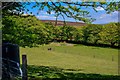 Combe Martin : Grassy Field