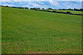 Combe Martin : Grassy Field