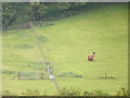 Llama at Harroway Farm