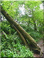 Falling tree on path through Blarnett