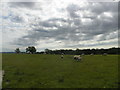 Sheep at Rookery Farm