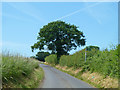 TR2754 : Lane towards Goodnestone by Robin Webster