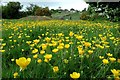 NZ1366 : Buttercups along Hadrian's Wall by Andrew Curtis
