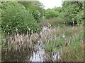 Reed Beds, Silverlink Biodiversity Park, Shiremoor