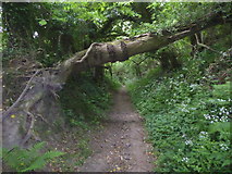 TQ4953 : Fallen tree across a path by Marathon