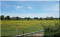 Buttercups at Home Farm