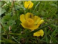 Carlton Cemetery Flowers ? Creeping Buttercup (Ranunculus repens)