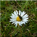 SK6141 : Carlton Cemetery Flowers  Common Daisy (Bellis perennis) with longhorn moth by Alan Murray-Rust