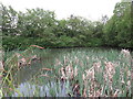 NZ3169 : Pond, Silverlink Biodiversity Park, Shiremoor by Geoff Holland