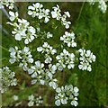 SK6141 : Carlton Cemetery Flowers – Cow Parsley (Anthriscus sylvestris) by Alan Murray-Rust