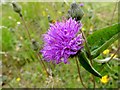 Carlton Cemetery Flowers ? Common Knapweed (Centaurea nigra)