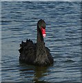 SE6450 : Black swan on Heslington East by DS Pugh