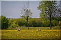 Street : Grassy Field & Deer