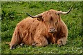 ST4439 : Shapwick : Highland Cow by Lewis Clarke