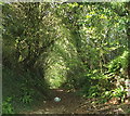 Sunken lane near Wiverton