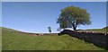 Good grazing land near Horsebog Loch