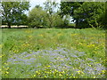 Wildflower meadow near Tudeley