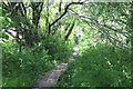 Boardwalk north to Pennar Lane