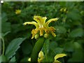 Yellow Rattle (Rhinanthus minor)