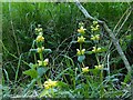 Yellow Rattle (Rhinanthus minor)