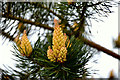 H4581 : Norway spruce cones, Dunbreen by Kenneth  Allen