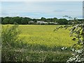 Houses at Scholey Hill